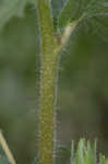 Sulphur cinquefoil